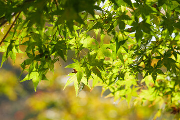 Yellow-green maple shining in the sunlight in autumn