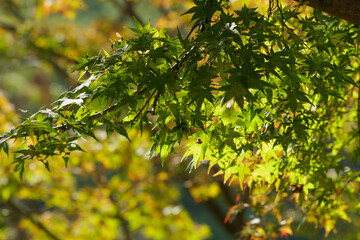 Yellow-green maple shining in the sunlight in autumn