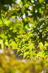 Yellow-green maple shining in the sunlight in autumn