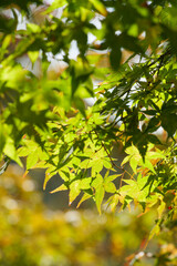 Obraz premium Yellow-green maple shining in the sunlight in autumn