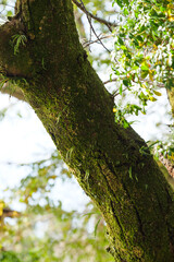 Green trees covered with moss in summer