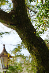 Green trees covered with moss in summer