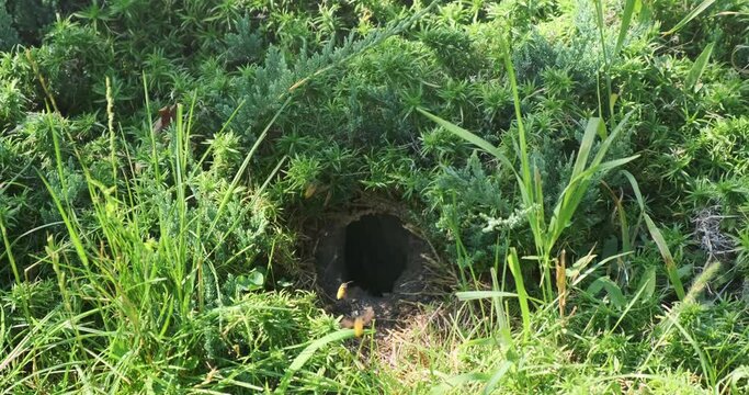 Nest, wasp hornet, burrow in summer nature, closeup. Habitats of colony wild insect. Wasps swarm flying in and out ground hole in green grass. Wildlife in slow motion. Natural nest. Static 4k footage