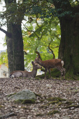 Deer and their fawns living in harmony in the forest