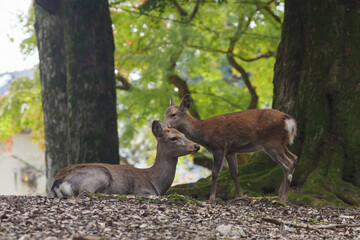 Naklejka na ściany i meble Deer and their fawns living in harmony in the forest