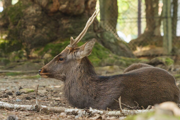 A lone stag relaxing in the woods