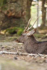 A lone stag relaxing in the woods