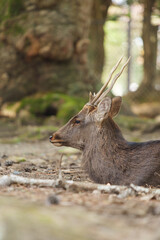 A lone stag relaxing in the woods