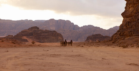 Herd of camels in the the desert region of Wadi Rum in southern Jordan 