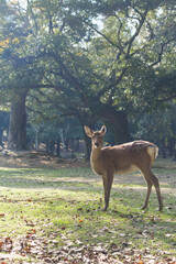 Deer in Nara Park relaxing in the forest