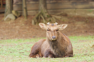 Fototapeta premium Deer in Nara Park relaxing in the forest