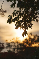 Dusk, leaves of trees backlit by the strong setting sun