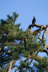 大きな松の木にとまって休むカワウ