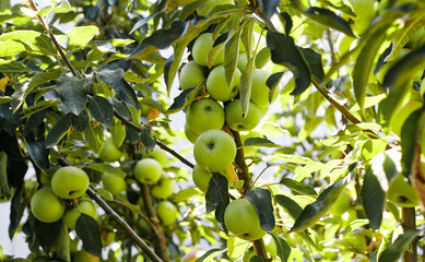 Ripe apples on a tree in a garden. Organic apples hanging from a tree branch in an apple orchard