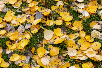 Beautiful autumn leaves on grass. The bright colors of fall. Blurred image, selective focus