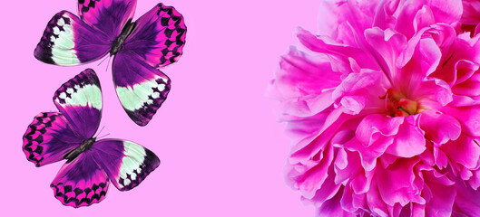 Fototapeta na wymiar pink color. tropical morpho butterflies and peony flower close-up on pink background