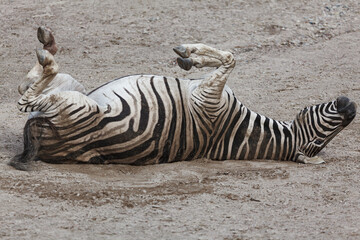 Zebra sleeping on the back . Tired animal