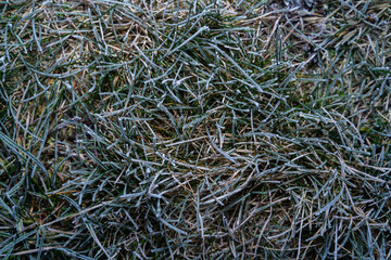 Frozen grass on a cold and frosty day in winter