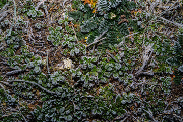 Background from Icy weeds on the ground on a cold and frosty day in winter