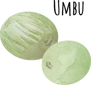 Watercolor illustration of green umbu. Fresh raw fruit. Umbu lover illustration