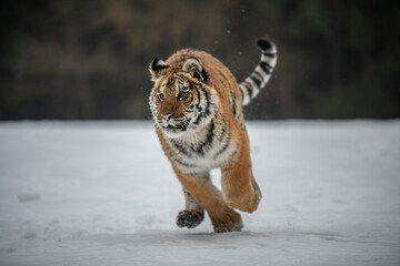 Siberian Tiger running in snow. Beautiful, dynamic and powerful photo of this majestic animal. Set in environment typical for this amazing animal. Birches and meadows