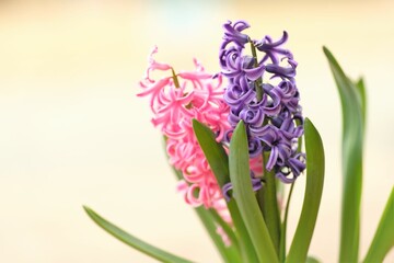 Fototapeta premium full blooming hyacinth in a pot