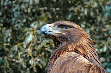 eagle