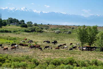 cows in the field