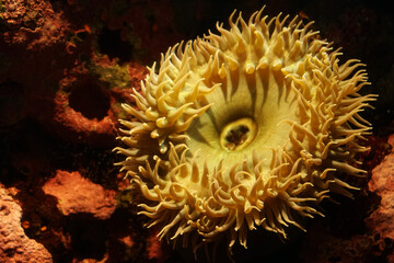 Fototapeta na wymiar Closeup beautiful coral plant undersea - wildlife scene , Floral backdrop and beautiful detail 
