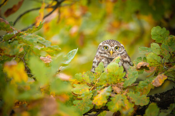 Little owl (Athene noctua) sitting on dry autumn tree. Autumn forest in background. Little owl portrait. Owl sitting on branch. Owl on tree.