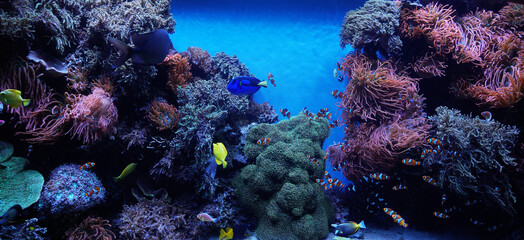 Blue tang fishes and coral reef life with Underwater fish  in Monterey California USA - Famous destination travel 