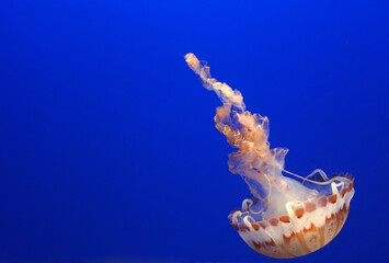 Closeup wildlife of Lonely  red Jellyfish underwater blue sea texture background at the Monterey Aquarium - california  , united states of america  ( USA ) or call Chrysaora hysoscella jellyfish