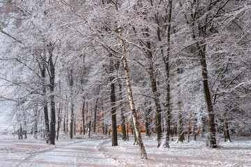 Night scene. Winter snowy park. Paths and trees are covered with snow. Lanterns are shining in the distance