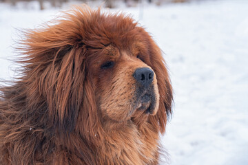 Fototapeta premium The head of a beautiful Tibetan Mastiff dog. Close up