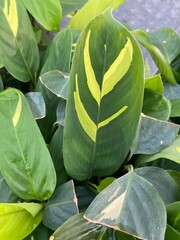 variegated prayer plant