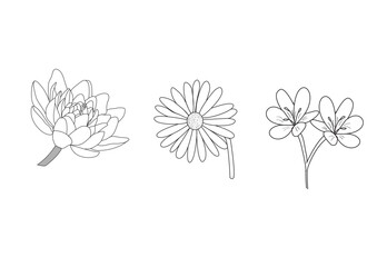 illustration of a flower