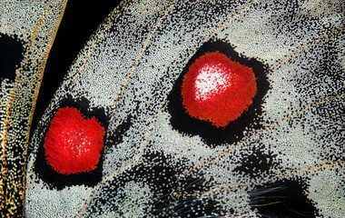 Apollo butterfly wings texture background. macro photography butterfly wings. 