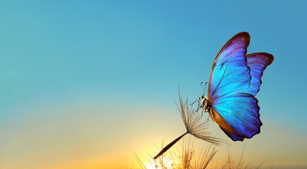 Natural pastel background. Morpho butterfly and dandelion. Seeds of a dandelion flower in drops of water on a background of sunrise. Copy space