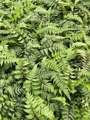green fern leaves background