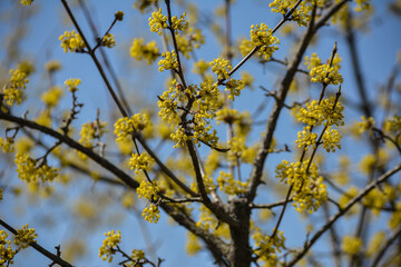 Yellow flowers on a branch against a blue sky. Flowering dogwood.