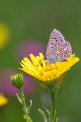 Polyommatus bellargus - the Adonis blue on the ox-eye - Buphthalmum salicifolium