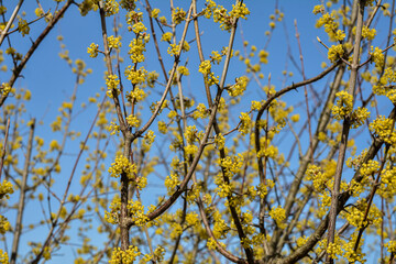 Yellow flowers on a branch against a blue sky. Flowering dogwood.