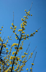 Yellow flowers on a branch against a blue sky. Flowering dogwood.