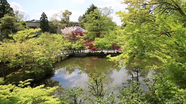 Scenic landscape of Hojo-ike pond surrounded by red linden trees. Eikan-do, the official name is Zenrin-ji, is a temple famous for the Buddha and the main temple of Jodoshu Buddhism, Kyoto, Japan.