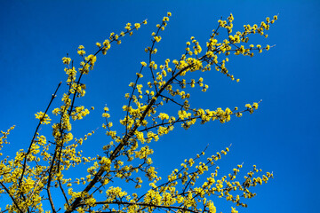 Yellow flowers on a branch against a blue sky. Flowering dogwood.
