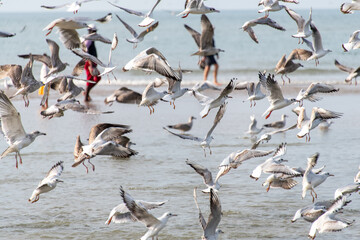 Fototapeta premium flock of seagulls on the beach