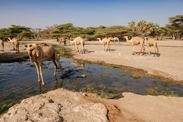 Fototapeta na wymiar A herd of camels drinking water at Kalacha Oasis in Marsabit Couty, Kenya