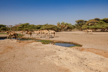 A herd of camels drinking water at Kalacha Oasis in Marsabit Couty, Kenya