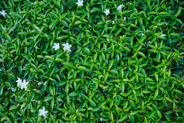 Background of small leaves and white flowers.