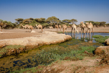 A herd of camels drinking water at Kalacha Oasis in Marsabit Couty, Kenya
